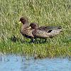Speckled Teal, near Torres del Paine - Patagonia